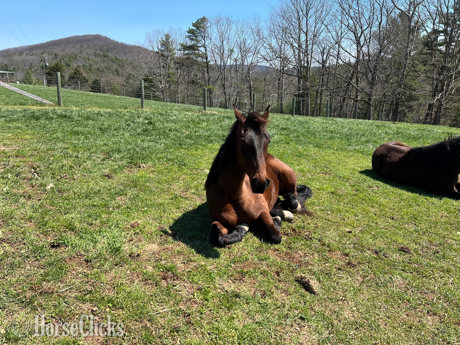 "GLORY GIRL DELIGHT (Sugar Tit)" Bay Mare Tennessee Walker - Tennessee Walker