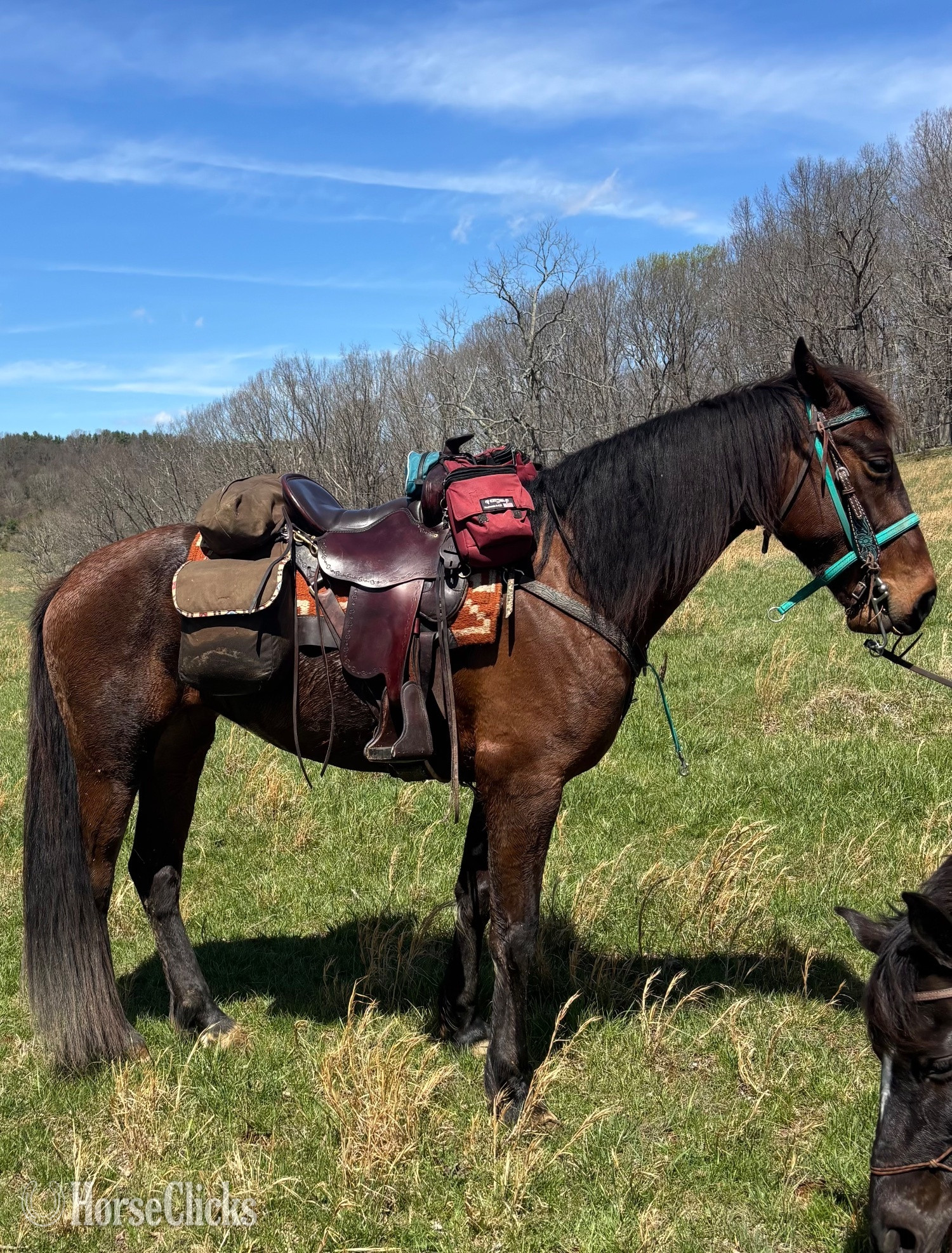 "GLORY GIRL DELIGHT (Sugar Tit)" Bay Mare Tennessee Walker North Carolina