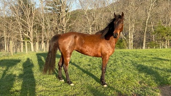 "GLORY GIRL DELIGHT (Sugar Tit)" Bay Mare Tennessee Walker