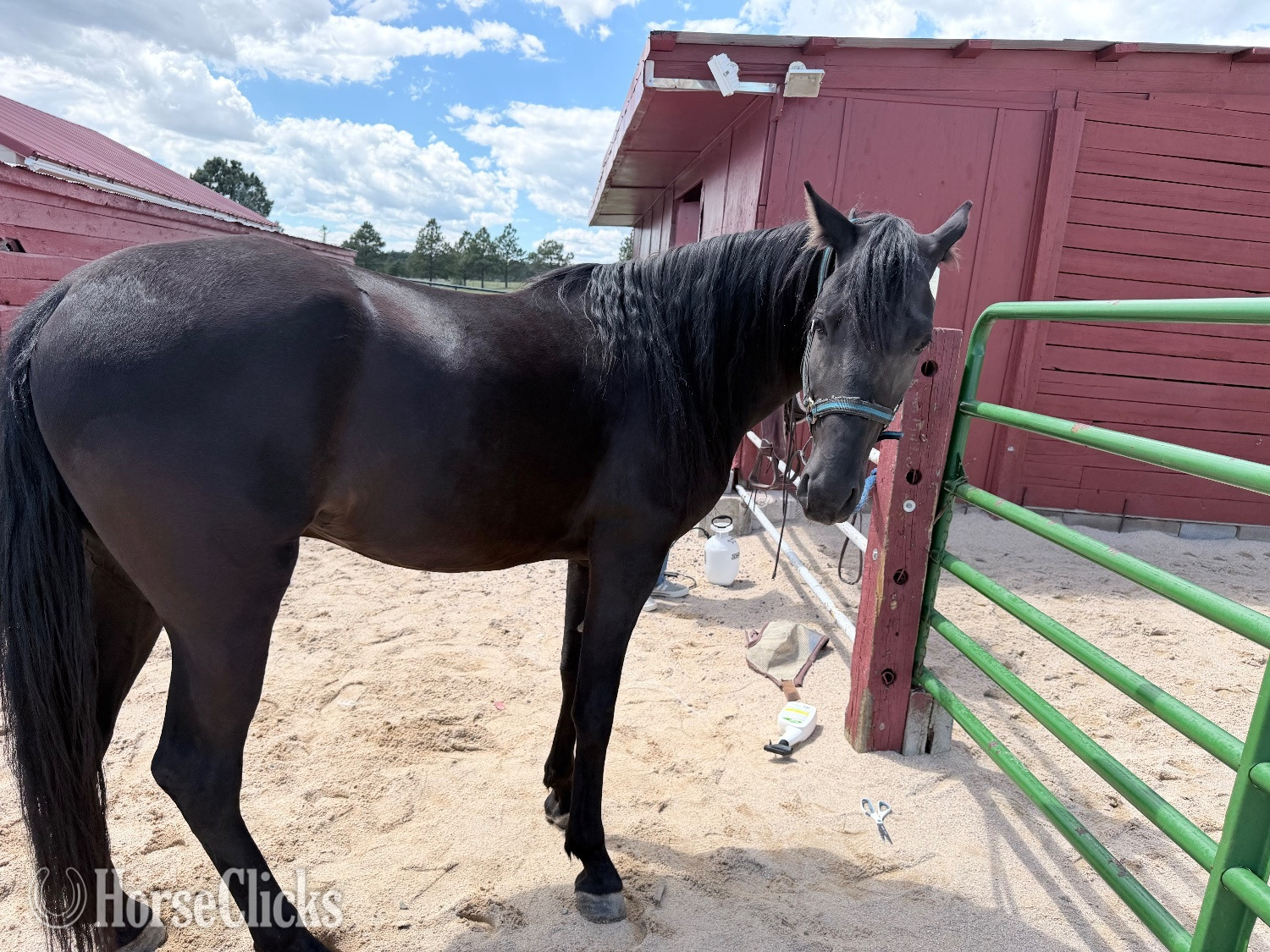 "Chi Chi" Black Gelding Tennessee Walker