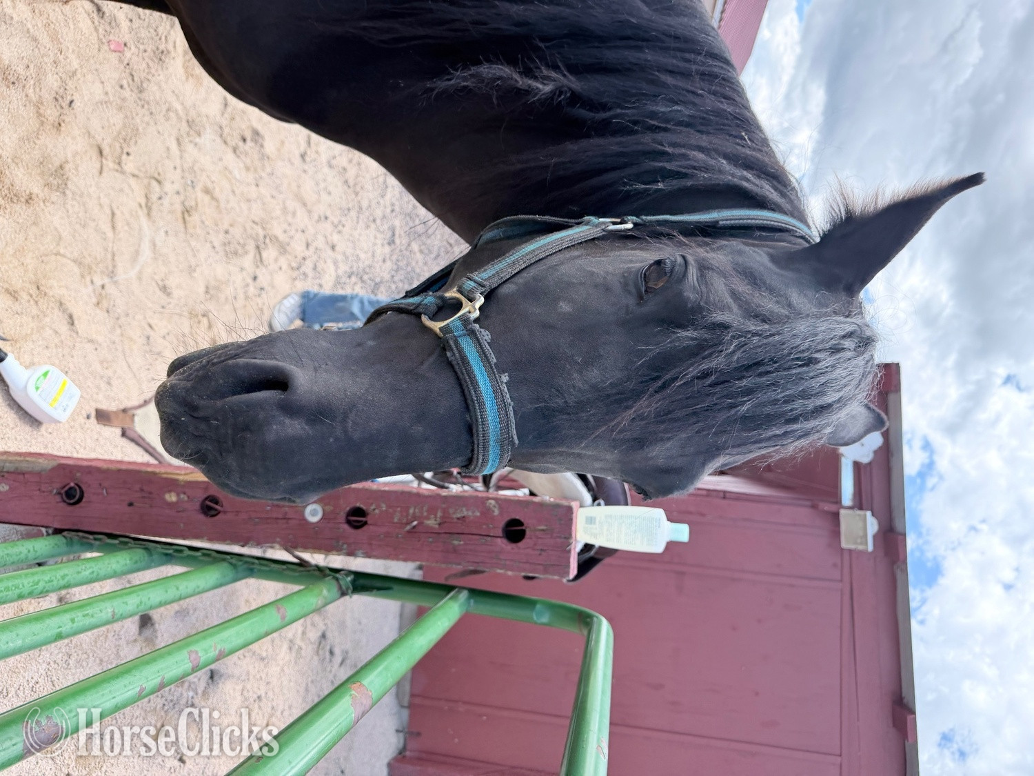 "Chi Chi" Black Gelding Tennessee Walker - Tennessee Walker in Colorado