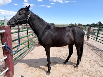 "Chi Chi" Black Gelding Tennessee Walker