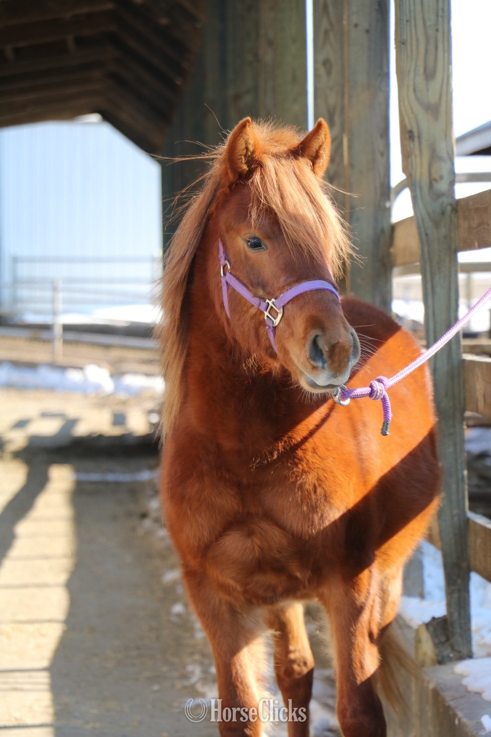 "Komanche" Chestnut Colt Arabian Cross