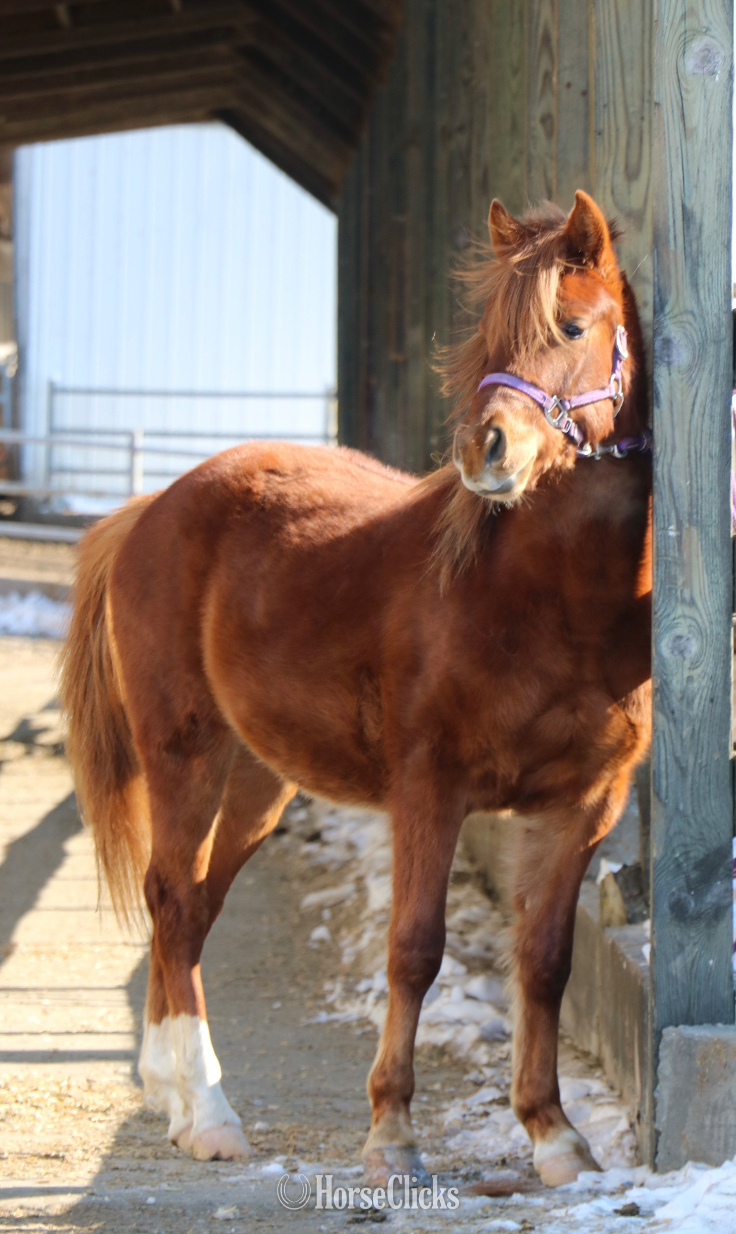 Pennsylvania "Komanche" Chestnut Colt Arabian Cross