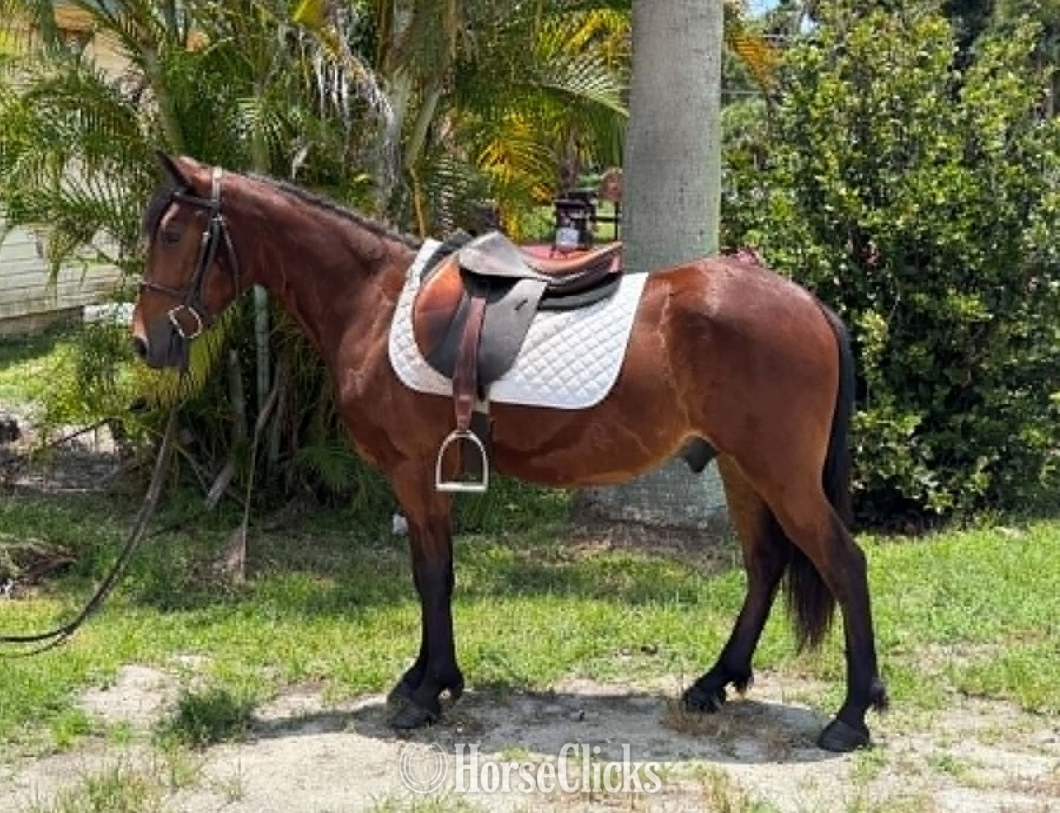 "TATOR" Bay Gelding Pony in Florida