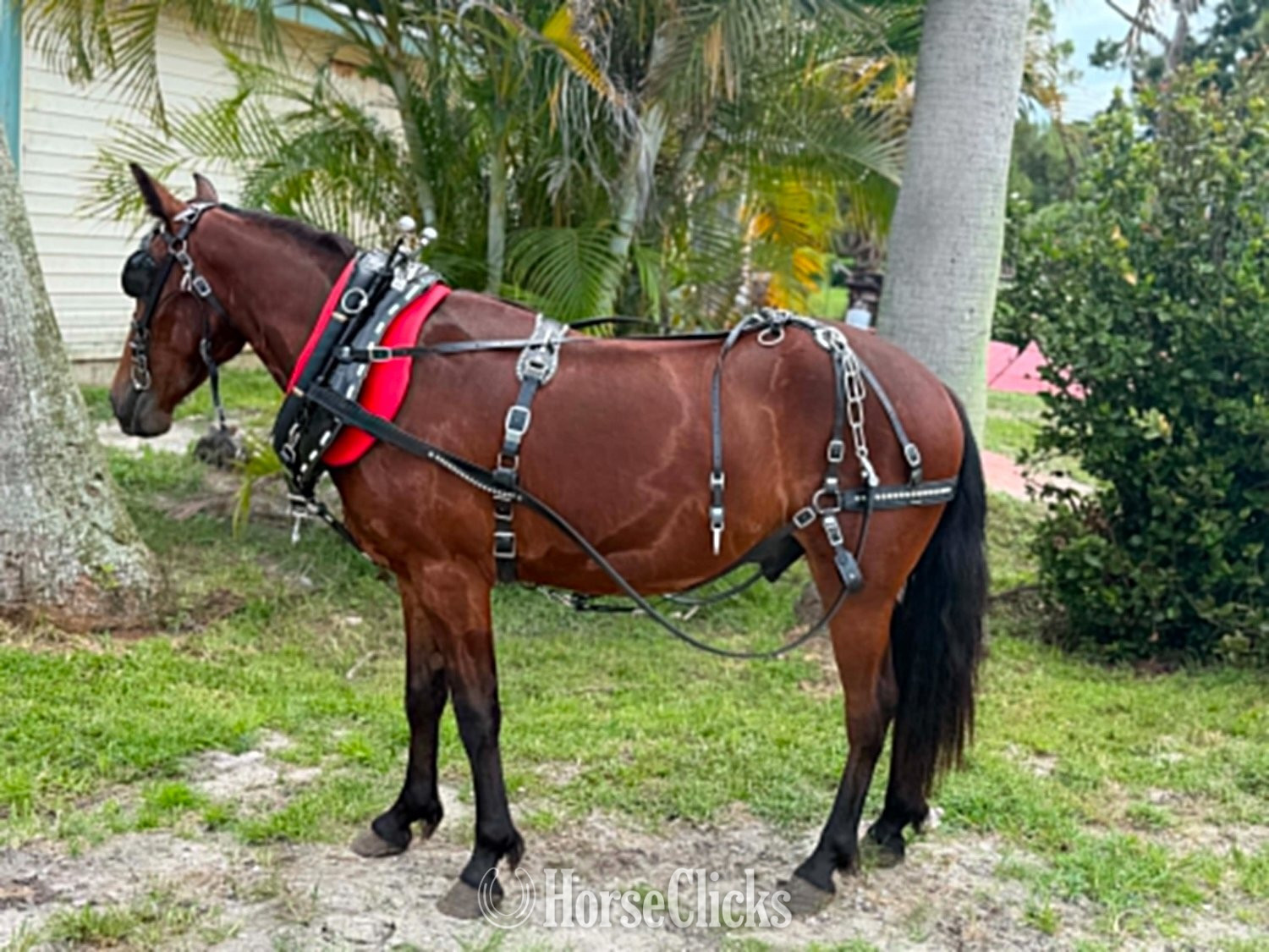 "TATOR" Bay Gelding Pony