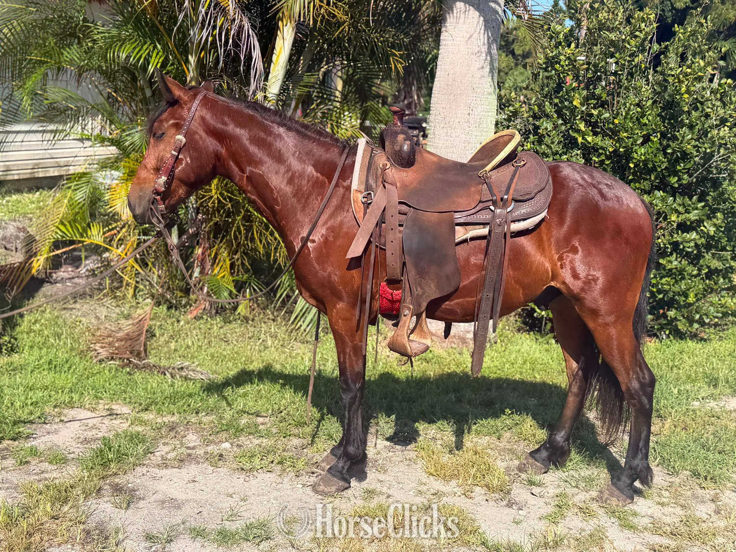 Florida "TATOR" Bay Gelding Pony