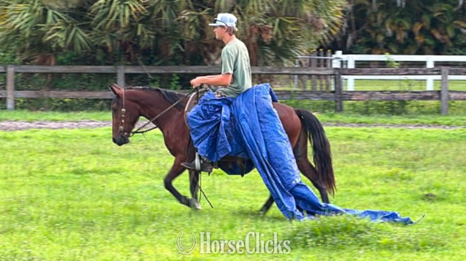"TATOR" Bay Gelding Pony - Pony in Florida