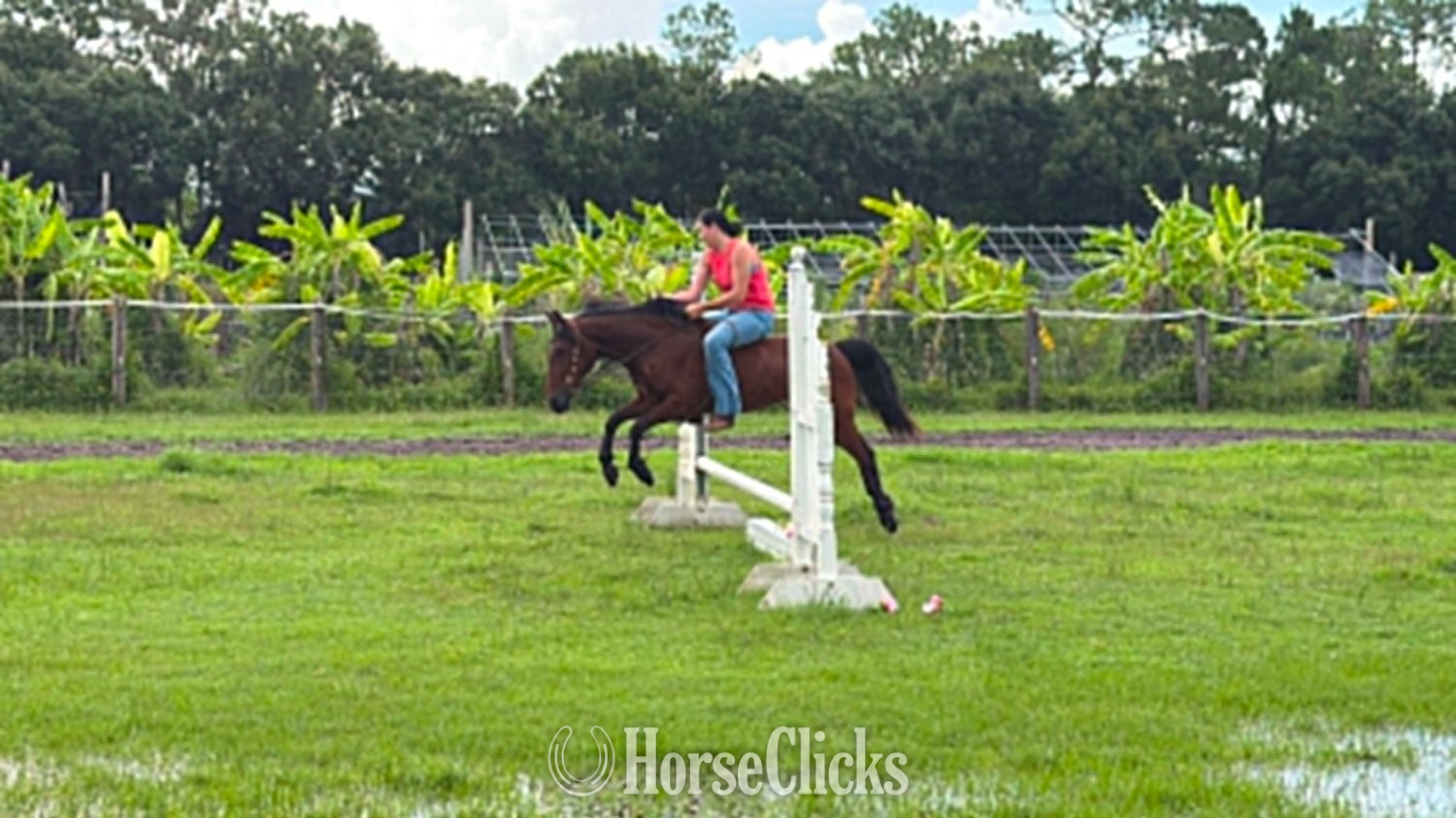 "TATOR" Bay Gelding Pony - Pony