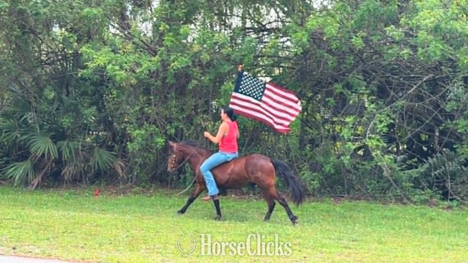 "TATOR" Bay Gelding Pony Florida