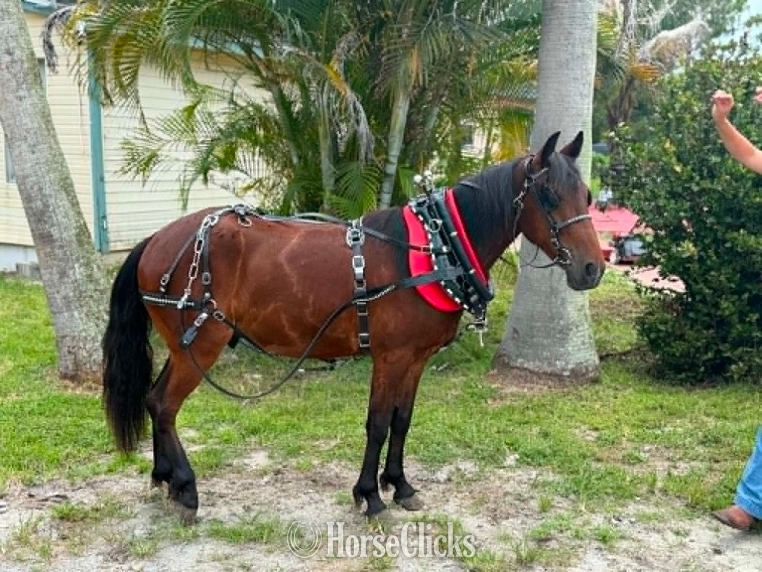 Pony - "TATOR" Bay Gelding Pony in Florida