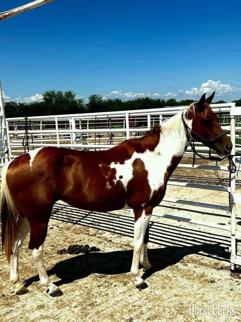"Shadow " Red Dun Mare Mustang in Louisiana