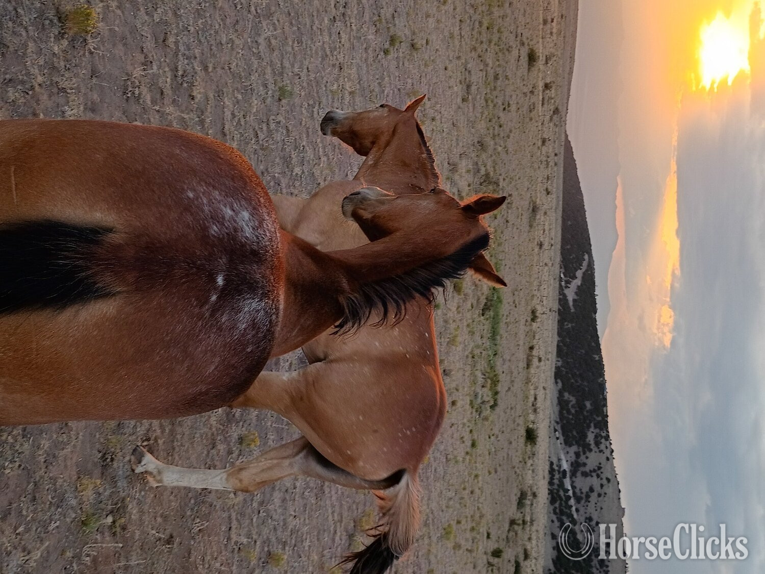 Colorado "Dakota " Bay Filly Quarter Horse