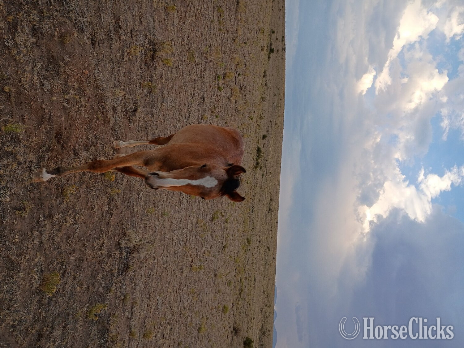 "Dakota " Bay Filly Quarter Horse - Quarter Horse in Colorado