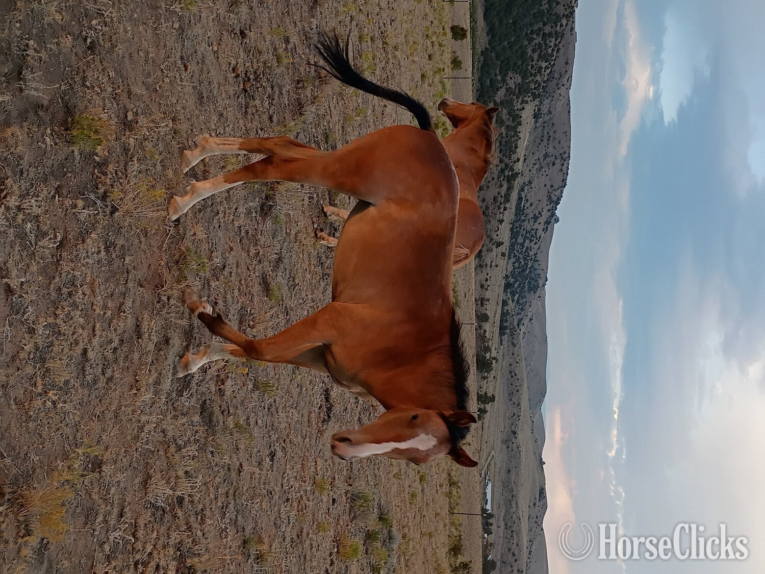"Dakota " Bay Filly Quarter Horse - Quarter Horse