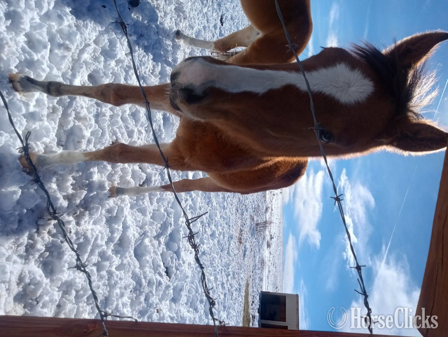"Dakota " Bay Filly Quarter Horse in Colorado