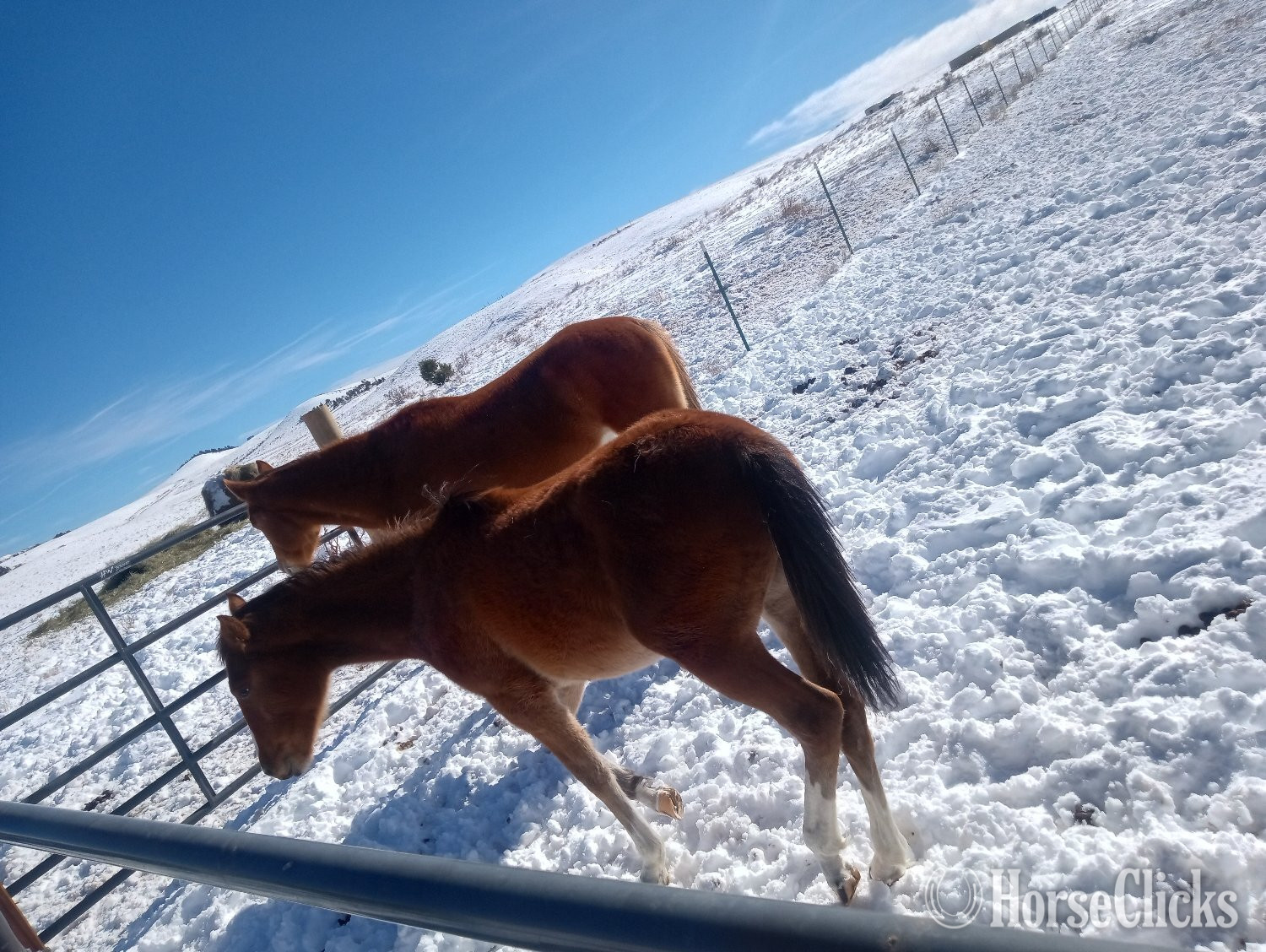 "Dakota " Bay Filly Quarter Horse