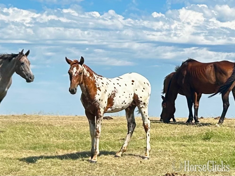 "Red Leopard " Chestnut Stallion Appaloosa