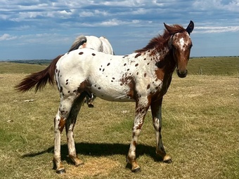 "Red Leopard " Chestnut Stallion Appaloosa
