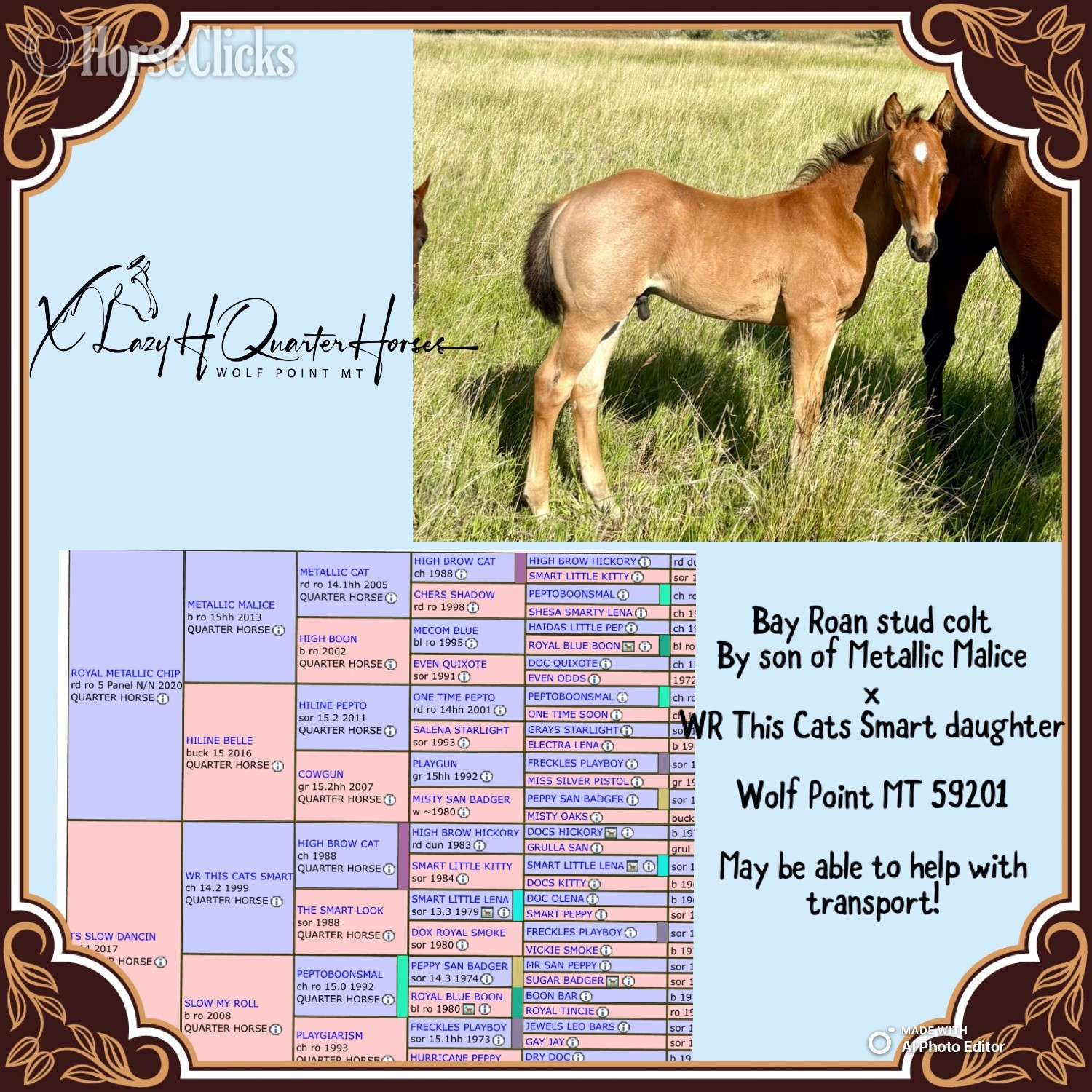 "malice" Bay Roan Colt Quarter Horse in Montana