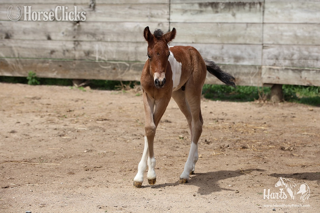 "Hart's Coastal Cyclone" Pinto Colt Pony in Minnesota