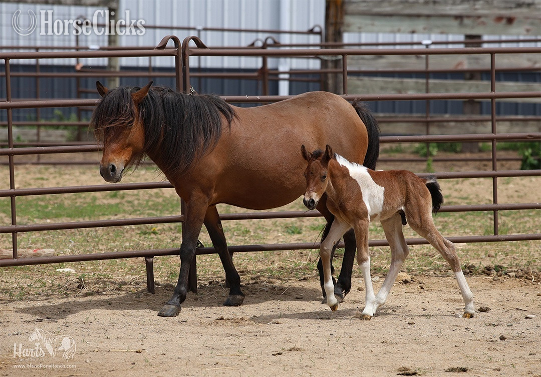 "Hart's Coastal Cyclone" Pinto Colt Pony
