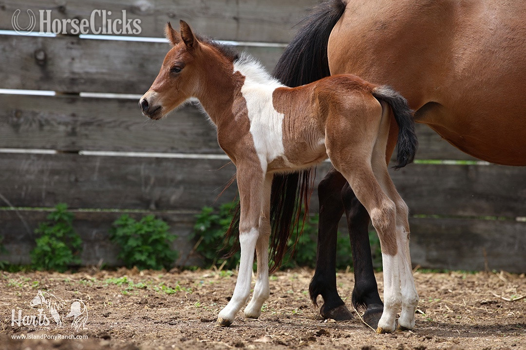"Hart's Coastal Cyclone" Pinto Colt Pony - Pony in Minnesota