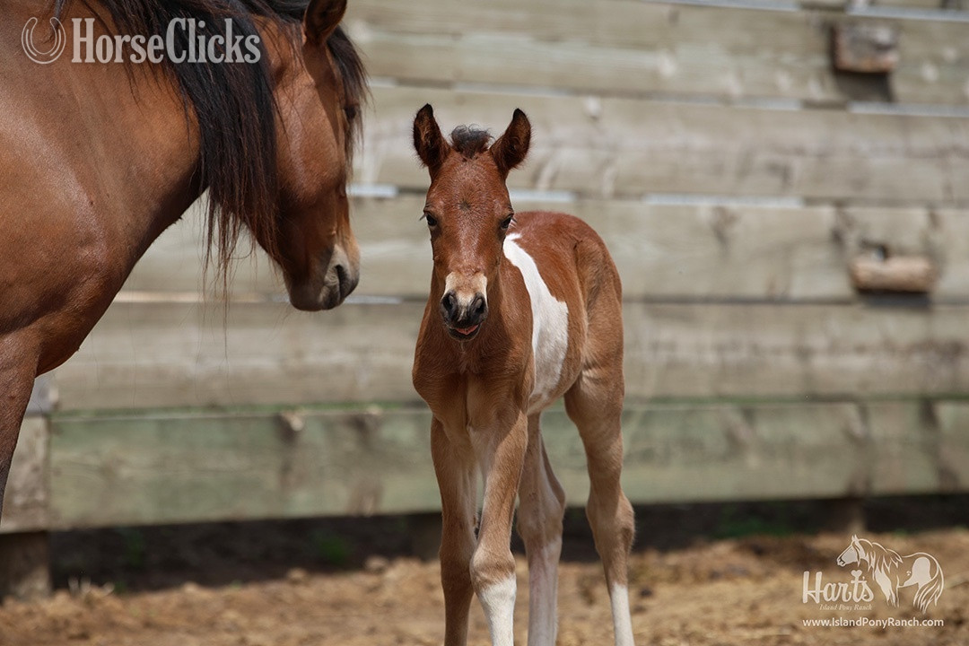 "Hart's Coastal Cyclone" Pinto Colt Pony - Pony