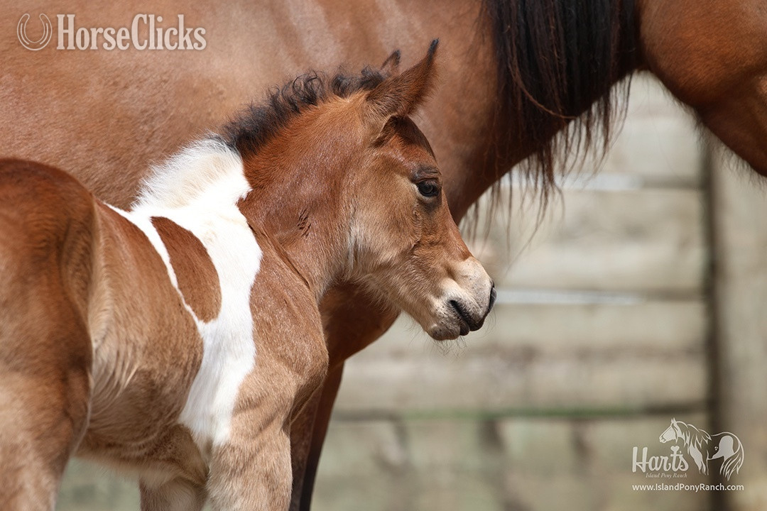 Pony - "Hart's Coastal Cyclone" Pinto Colt Pony in Minnesota