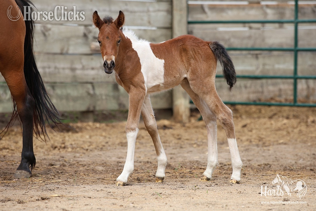 Pony - "Hart's Coastal Cyclone" Pinto Colt Pony