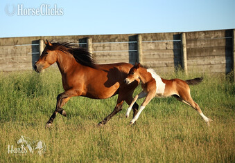 "Hart's Coastal Cyclone" Pinto Colt Pony