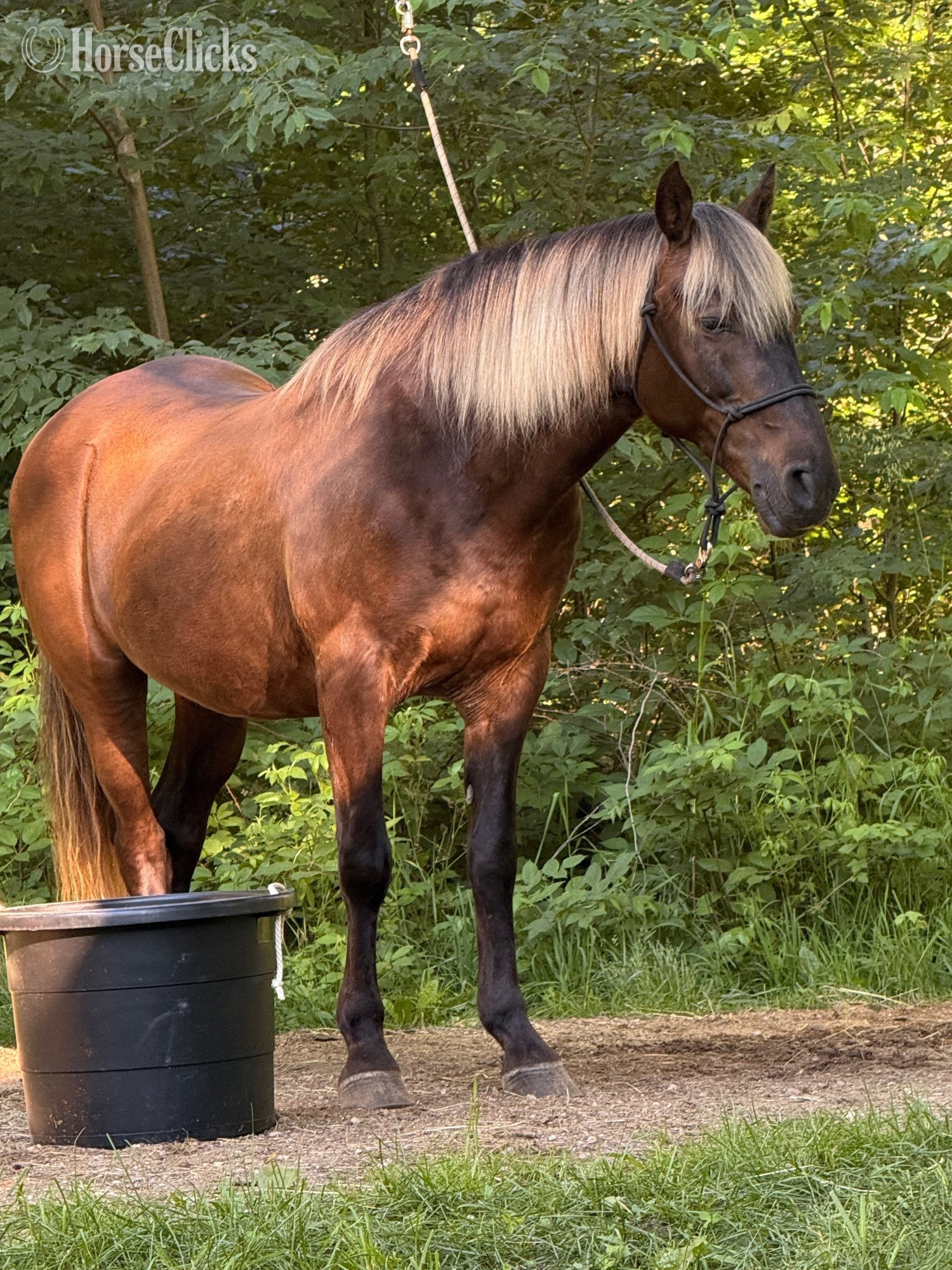 "NLS Rocket " Brown Gelding Rocky Mountain in Michigan