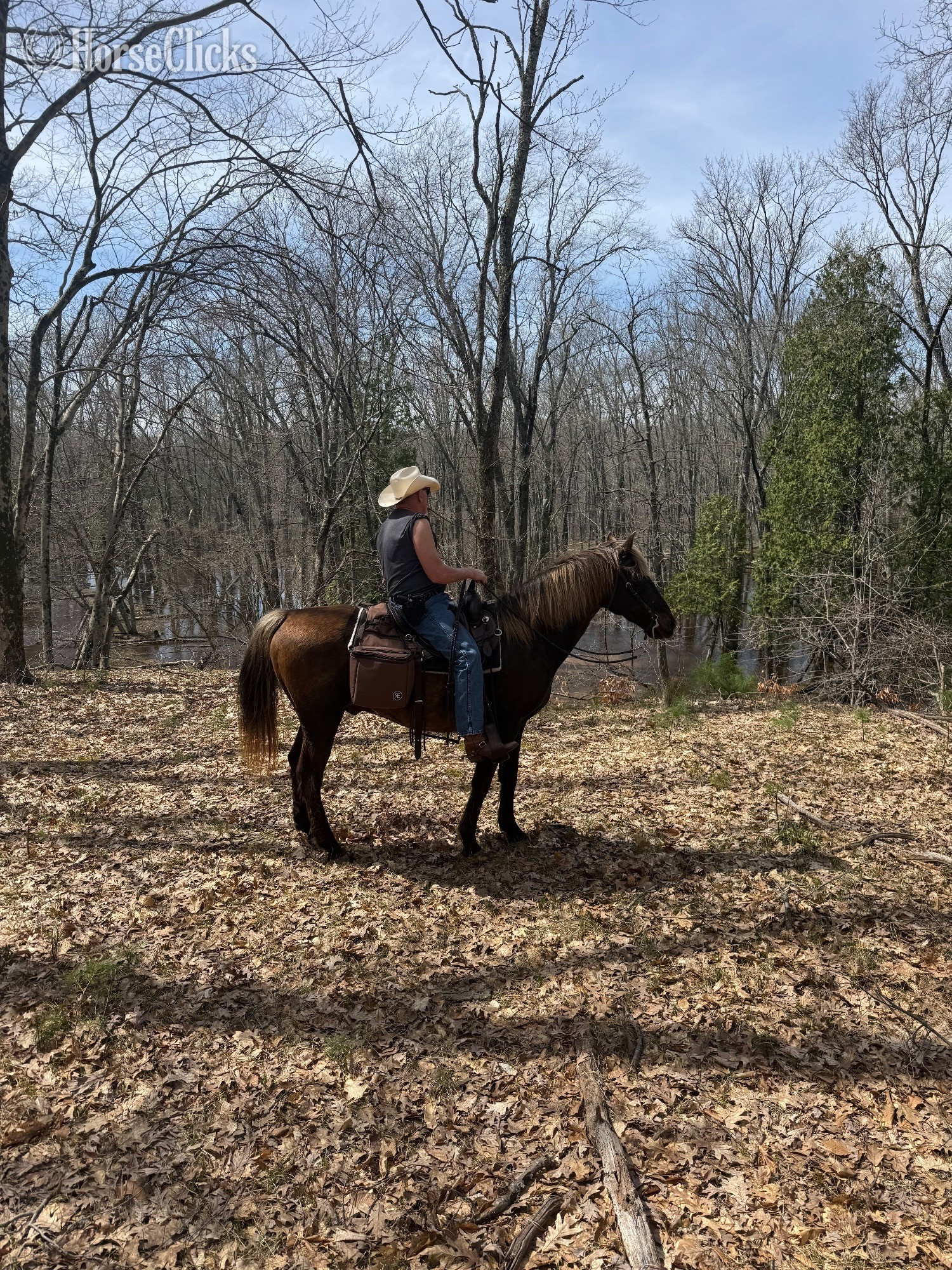 "NLS Rocket " Brown Gelding Rocky Mountain