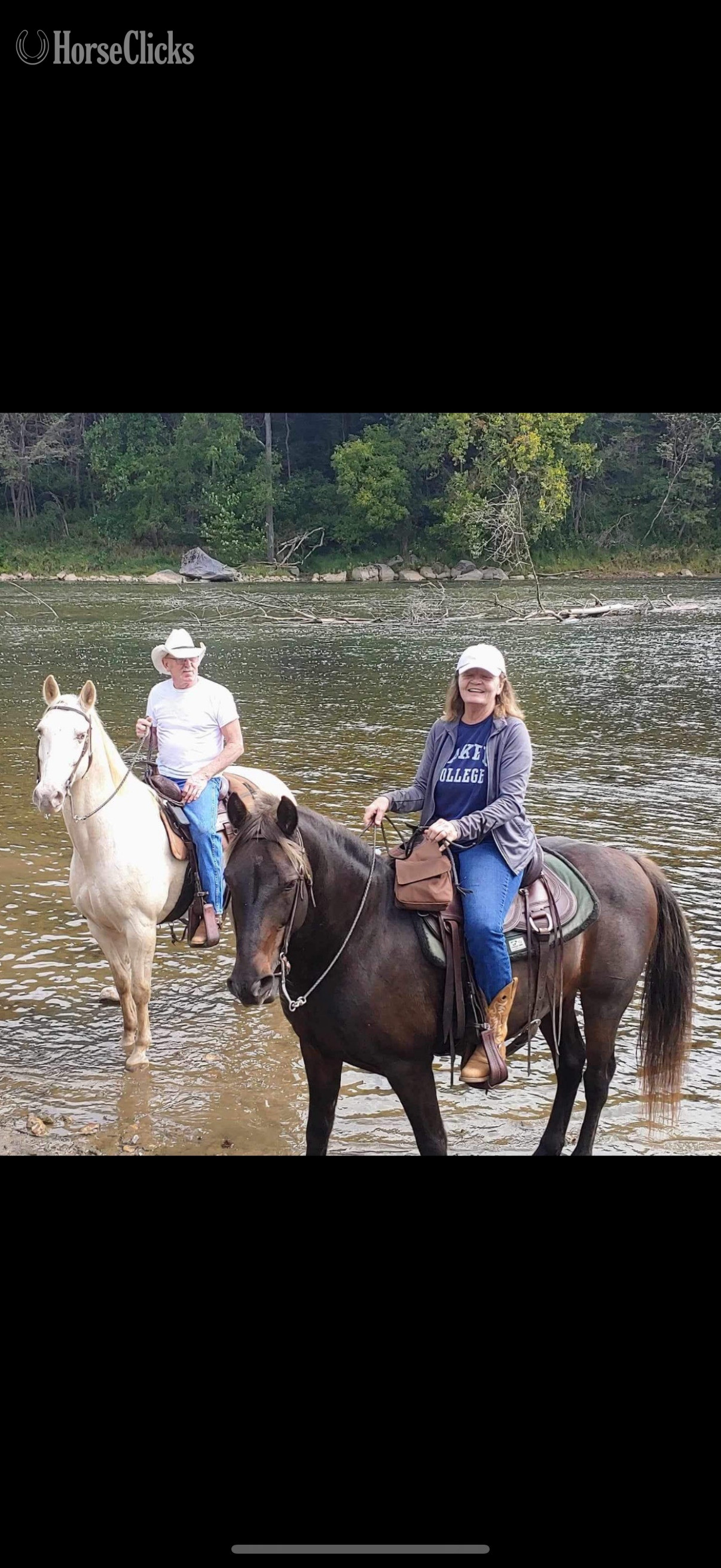 Michigan "NLS Rocket " Brown Gelding Rocky Mountain