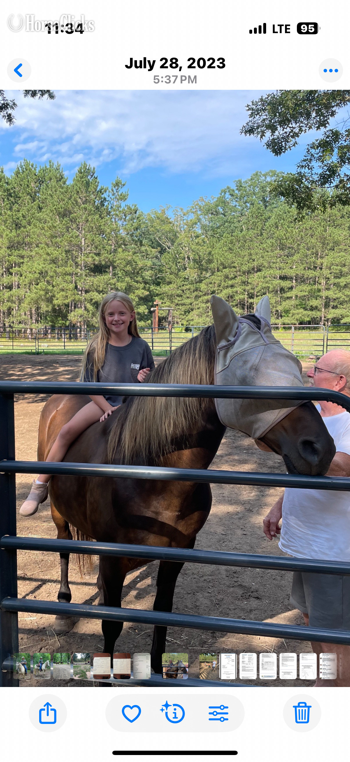 "NLS Rocket " Brown Gelding Rocky Mountain - Rocky Mountain in Michigan