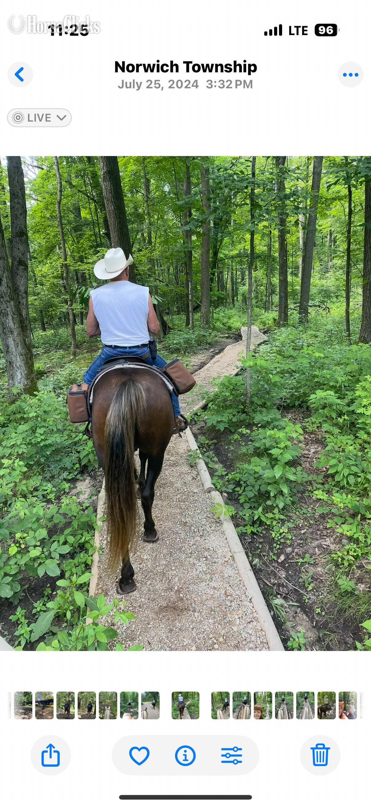 "NLS Rocket " Brown Gelding Rocky Mountain - Rocky Mountain