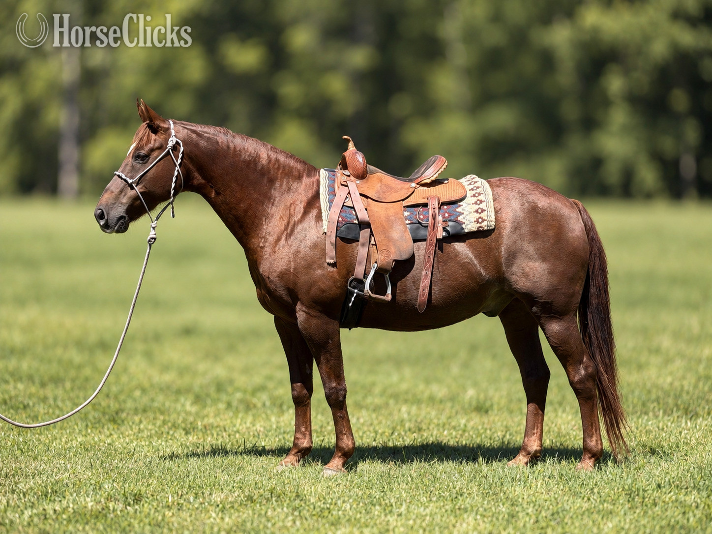 "Chuck" Sorrel Gelding Quarter Horse - Quarter Horse in Pennsylvania