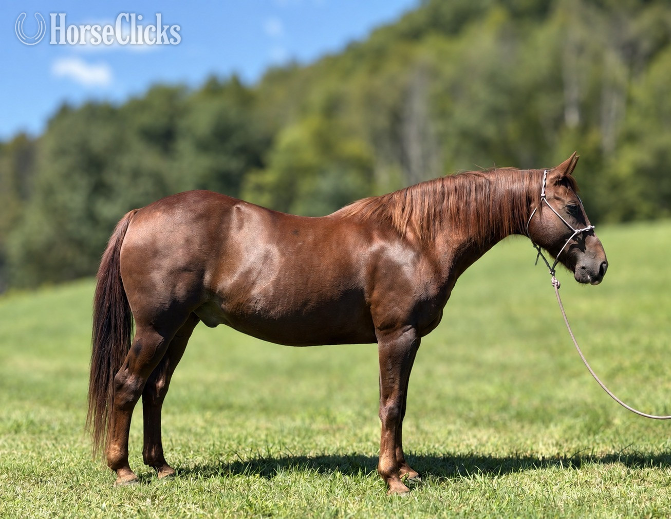 "Chuck" Sorrel Gelding Quarter Horse - Quarter Horse