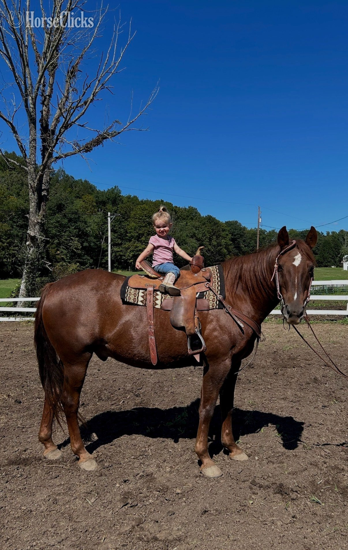 Pennsylvania "Chuck" Sorrel Gelding Quarter Horse