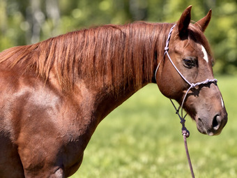 "Chuck" Sorrel Gelding Quarter Horse