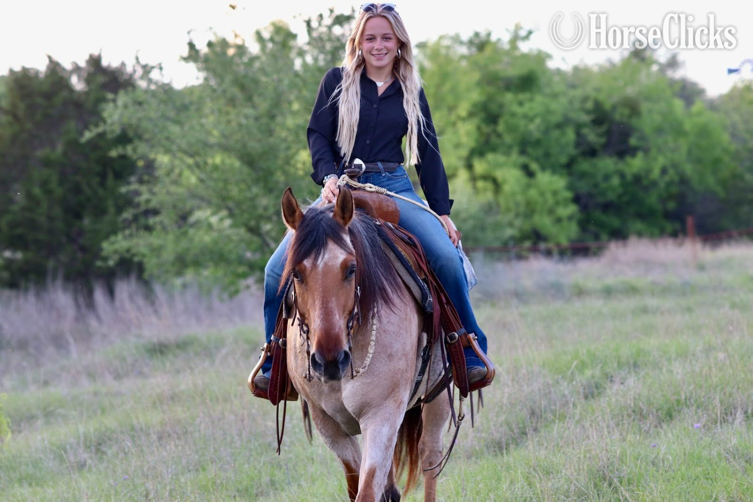 "Baylor " Dun Gelding Quarter Horse - Quarter Horse