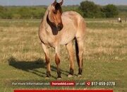 "Baylor " Dun Gelding Quarter Horse