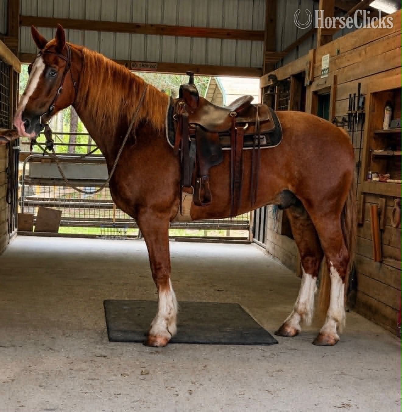 "REMINGTON" Sorrel Gelding Draft in Florida