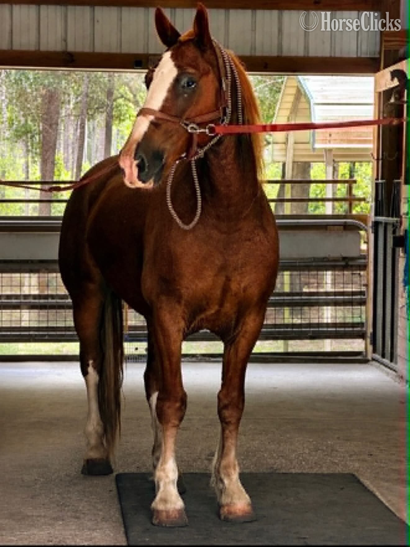 Florida "REMINGTON" Sorrel Gelding Draft
