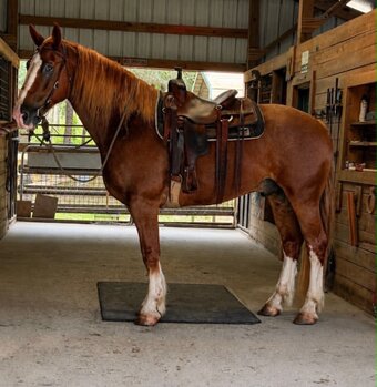 "REMINGTON" Sorrel Gelding Quarter Horse