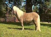 "Tater Tot" Silver Bay Gelding Pony