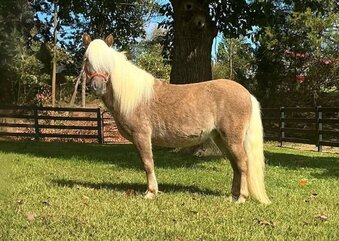 "Tater Tot" Silver Bay Gelding Pony