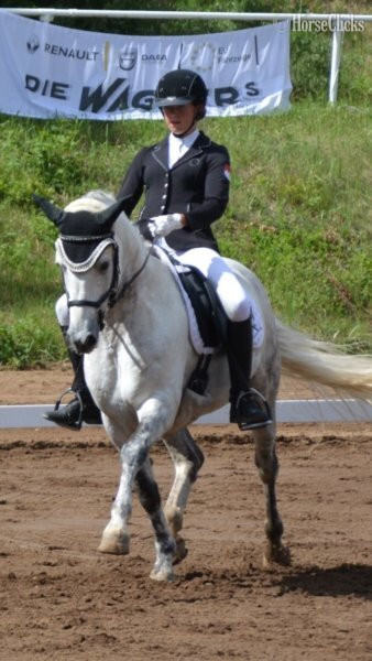 "Eydis" Grey Gelding Welsh Pony