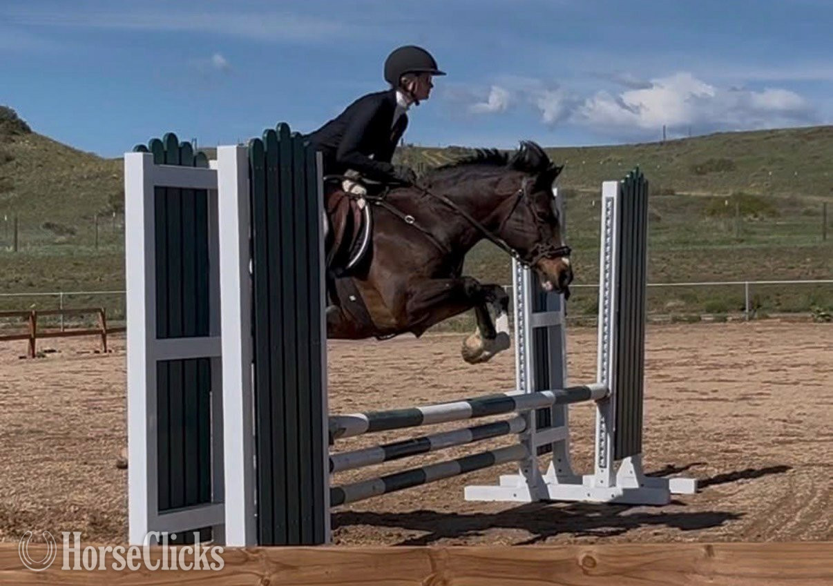 "Primrose Printz Charming" Bay Gelding Warmblood in Colorado