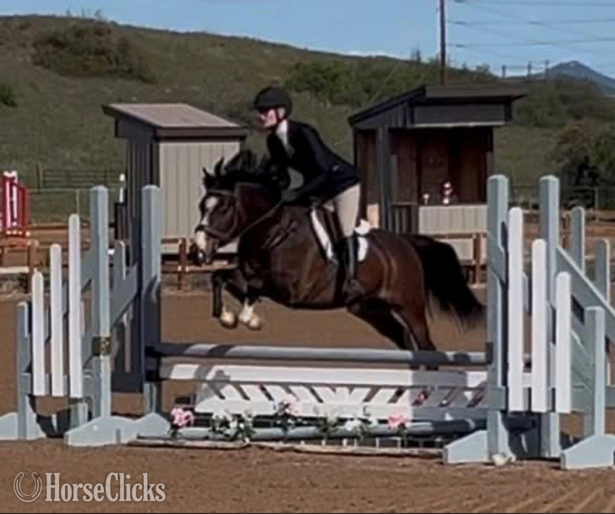 "Primrose Printz Charming" Bay Gelding Warmblood